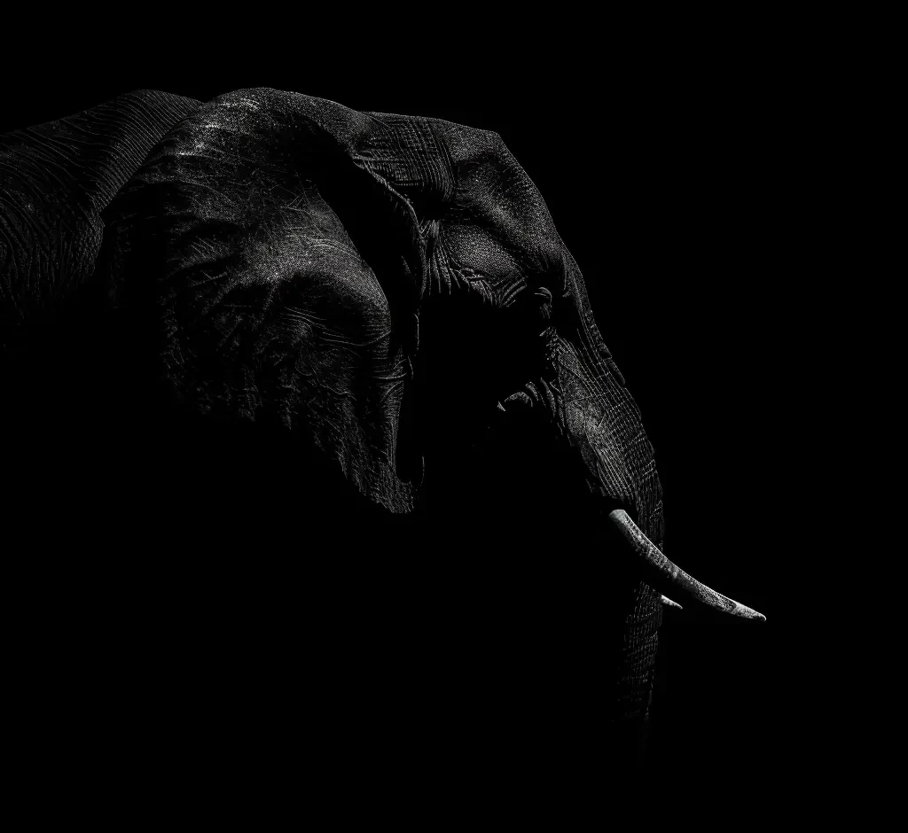 elephant black white light head face silhouette mysterious photography