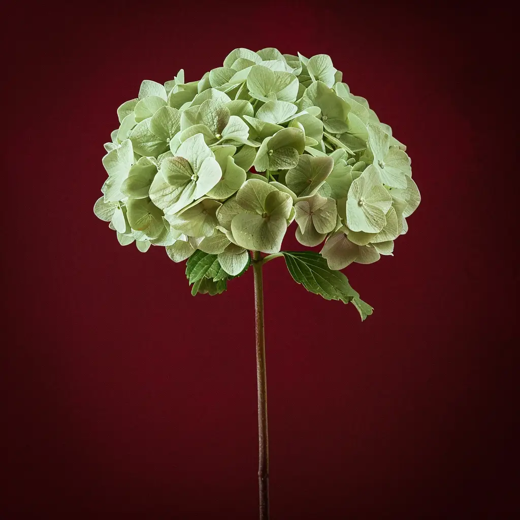 hydrangea flower bloom single red photography