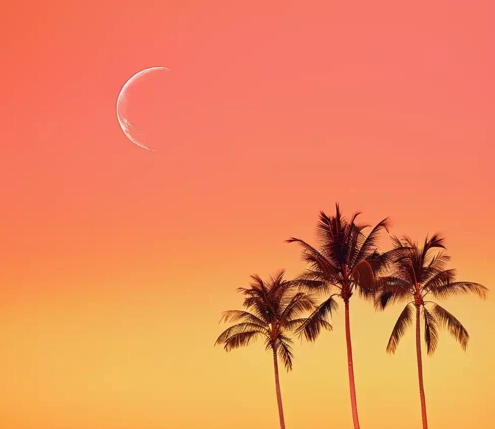 moon orange palm tree yellow sky illustration