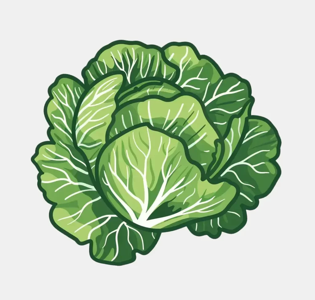 cabbage logo vector sticker line cute cartoon