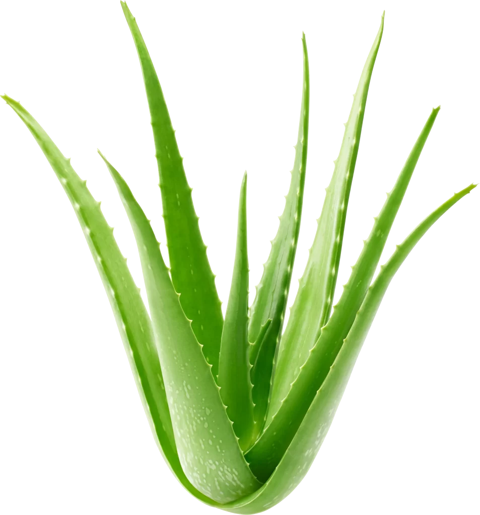 aloe green leaves photography