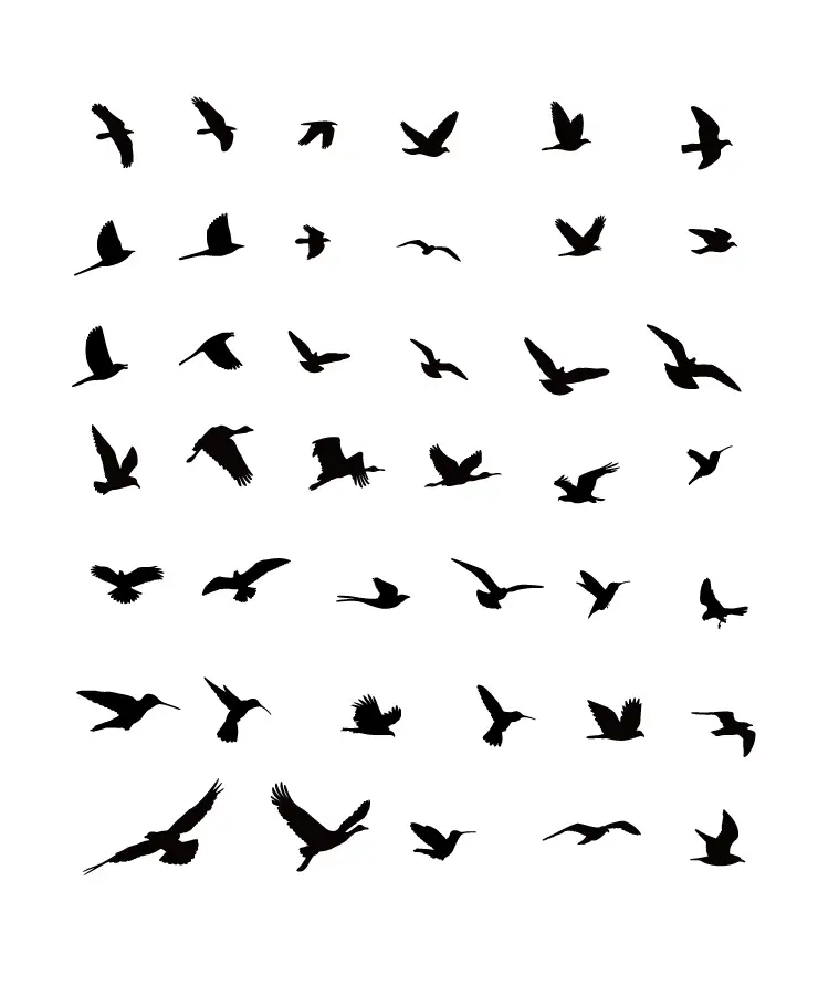 bird fly flying vector silhouette