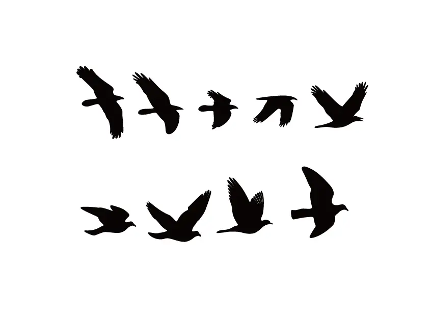 bird flying flight process silhouette