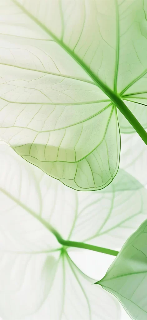 devil’s ivy plant green leaves leaf glass Epipremnum aureum