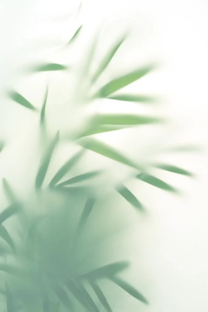 green leaves leaf bamboo shadow