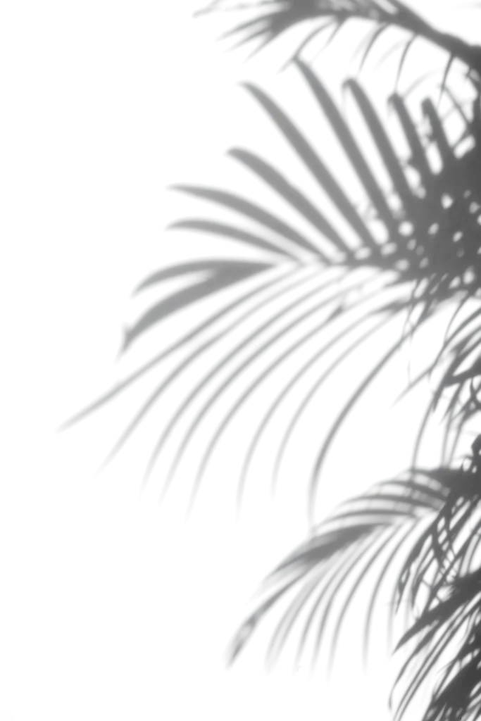 leaf leaves palm wall shadow