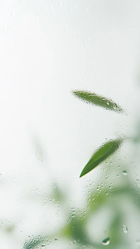 leaves glass water drop misty silhouette