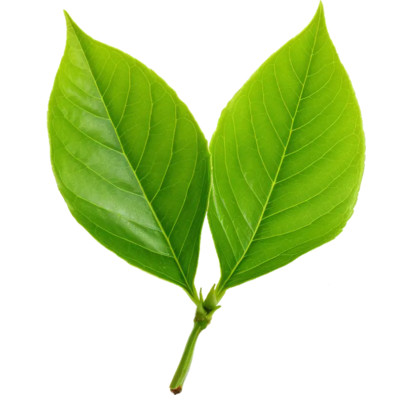 leaves green leaf close up