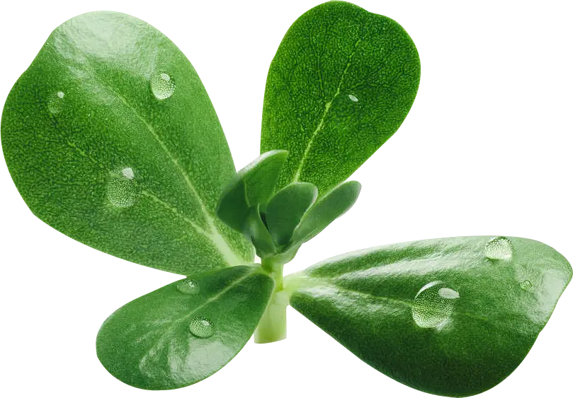 leaves leaf water drop burgeen