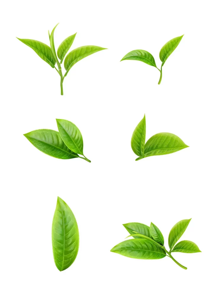 tea leaf green leaves illustration