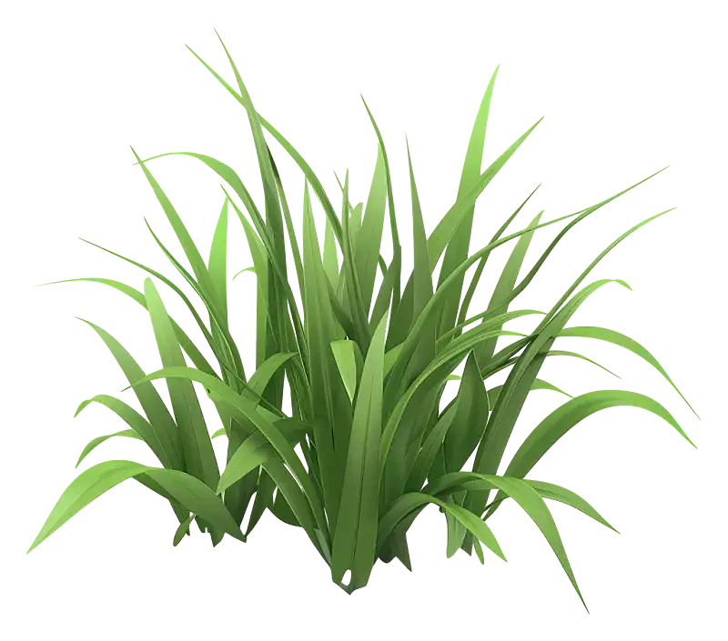 grass HD