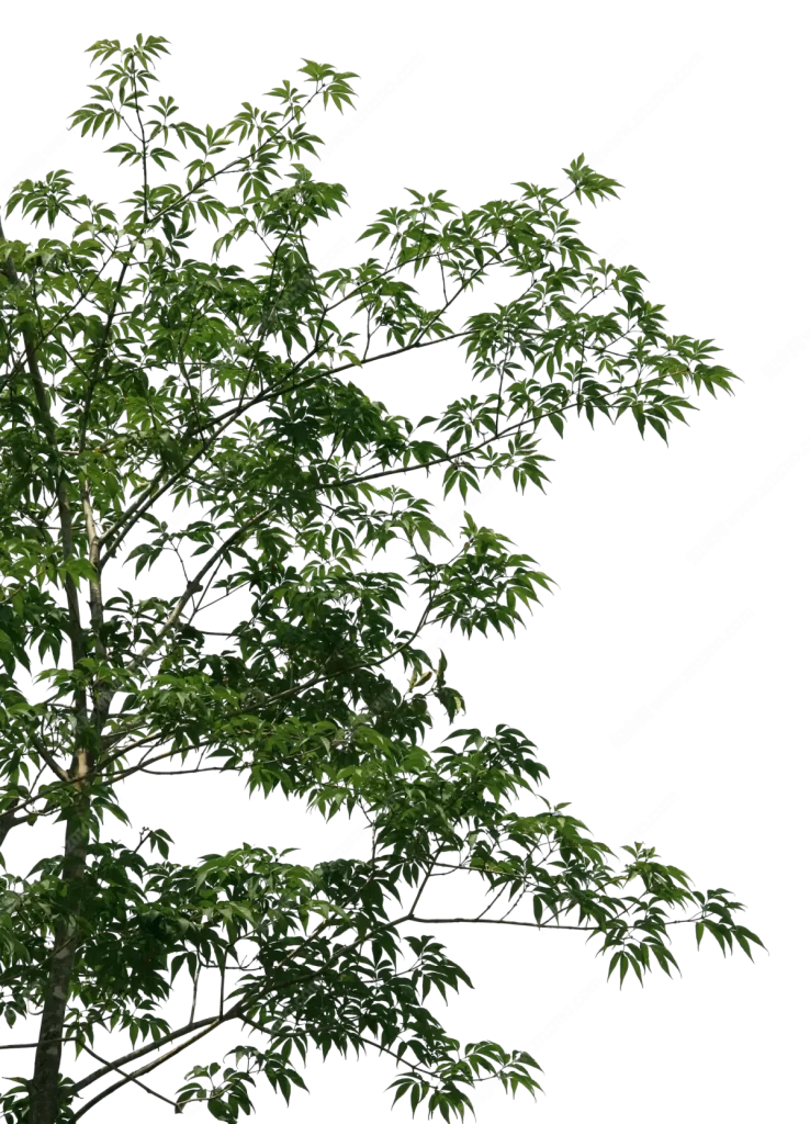 tree trunk png