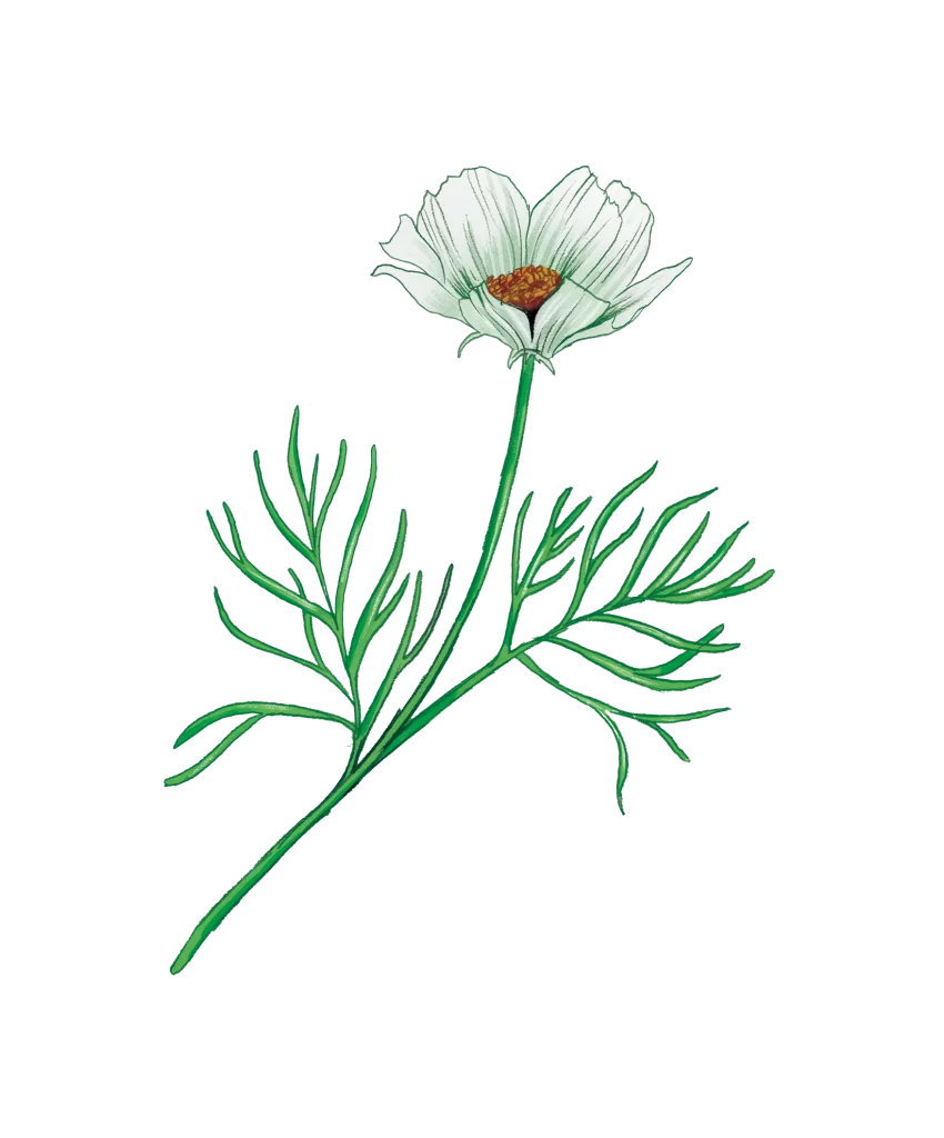 Cosmea Flower illustration sketch drawing