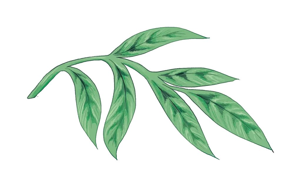 Leaves png drawing sketch illustration Grassy