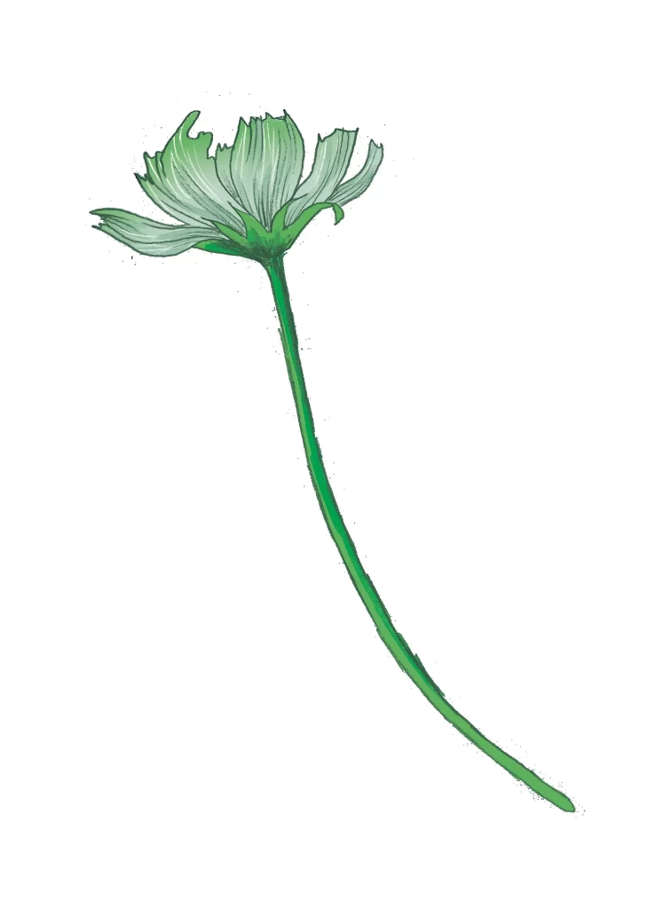 png drawing sketch illustration Cosmea flower