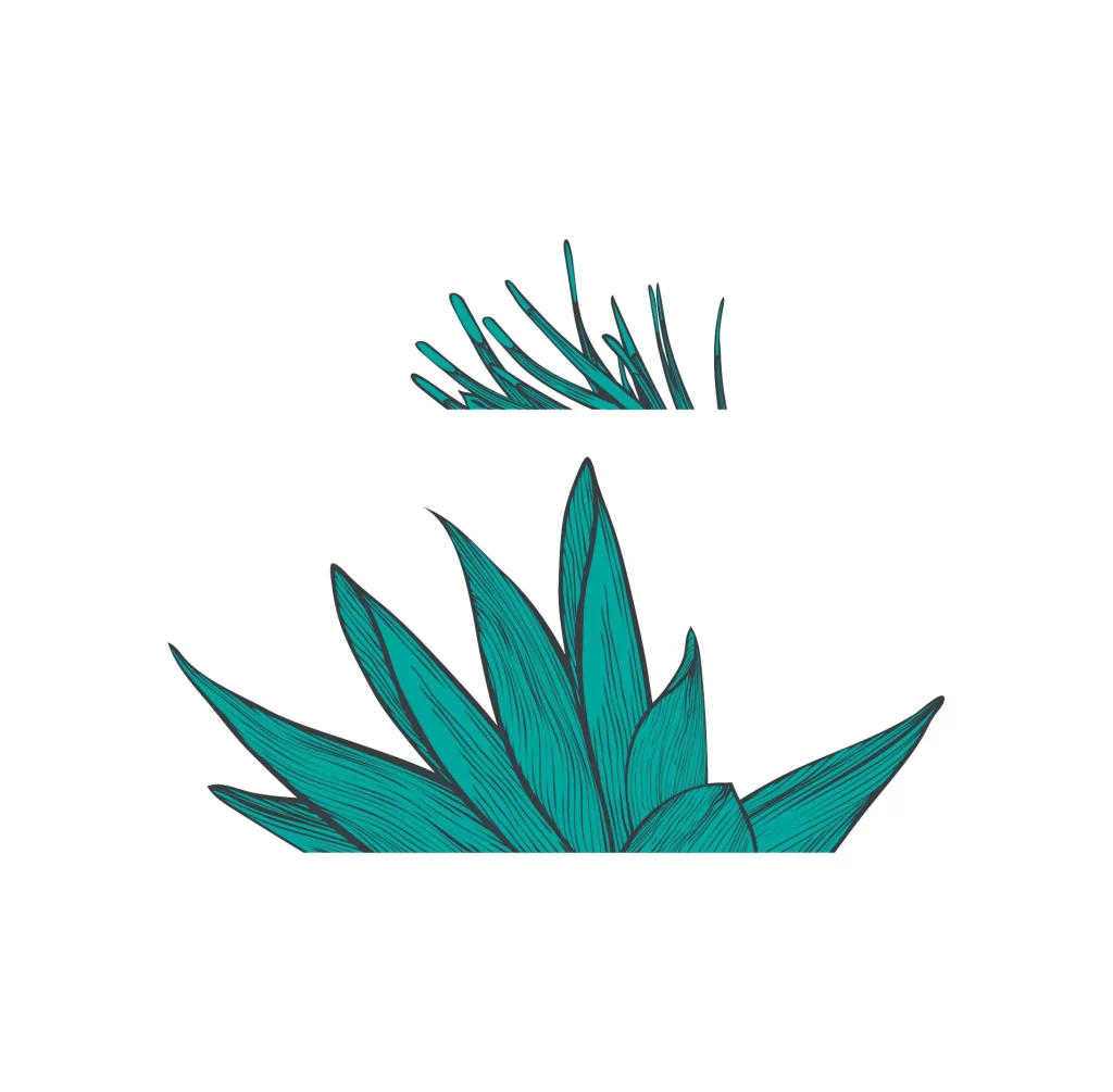 Grass vector illustration