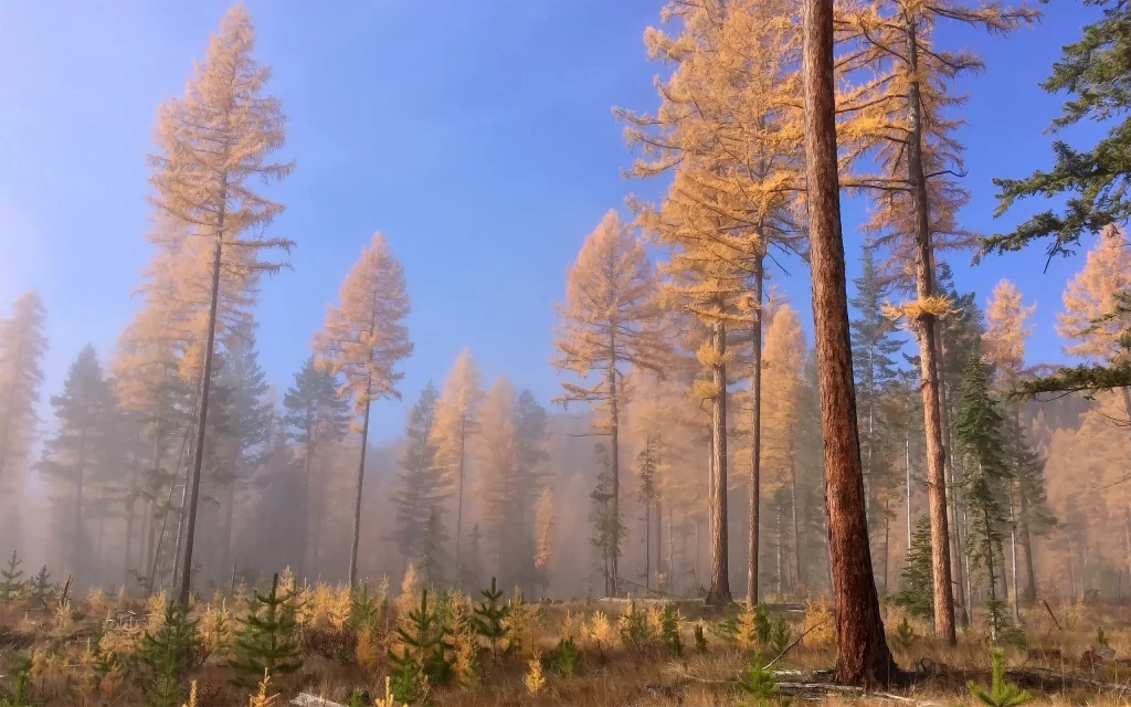 Autumn Forest Tall Trees Golden Leaves Blue Sky Mist