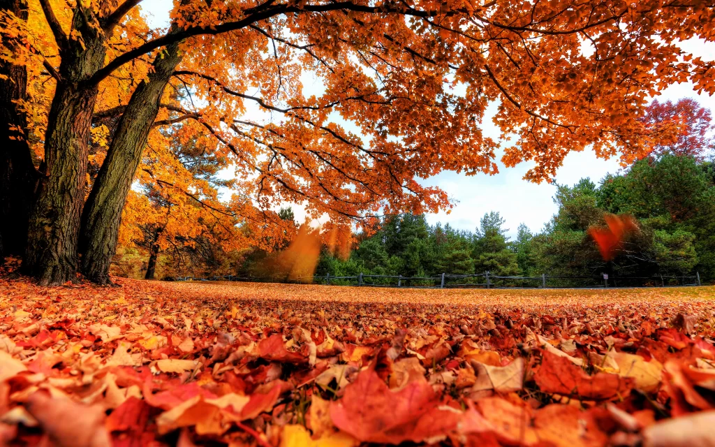 Autumn Leaves Tree Forest Ground Colorful