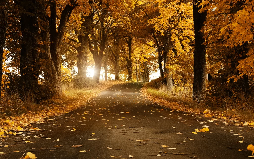 Autumn Path Trees Leaves Sunlight