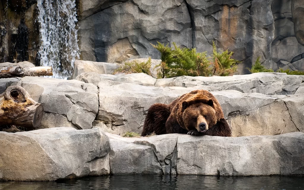 Bear Resting Rocks Waterfall Nature