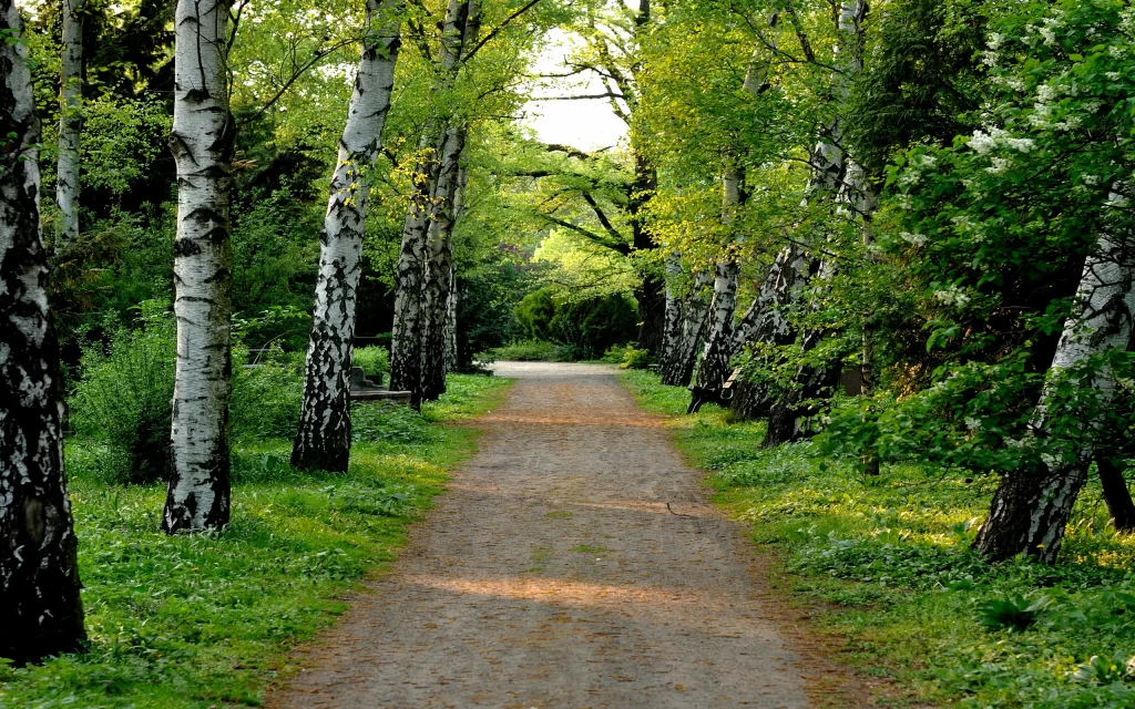 Birch Trees Pathway Greenery Nature Sunlight