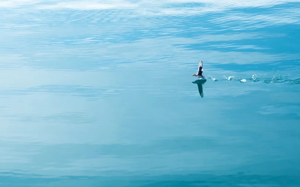 Bird Water Reflection Blue Sky Calm