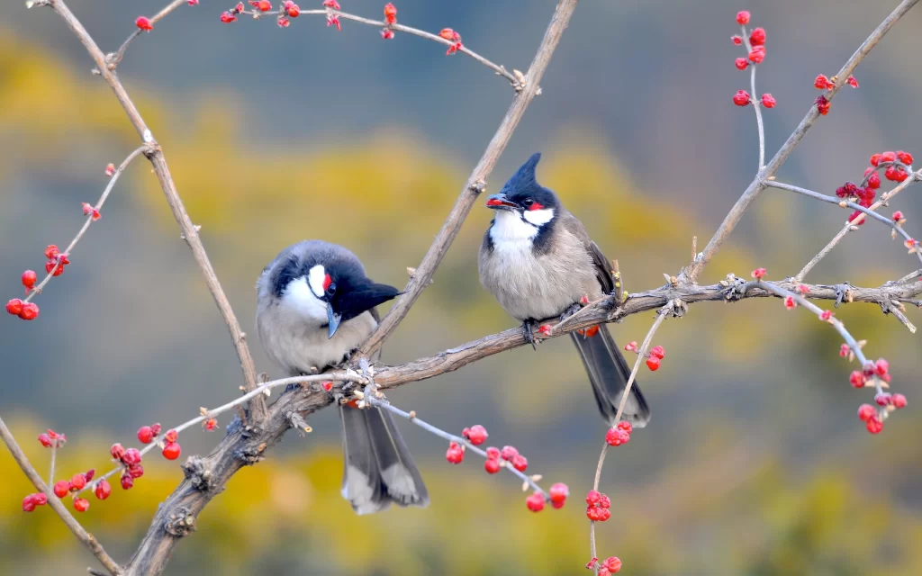 Birds Branch Red Berries Nature