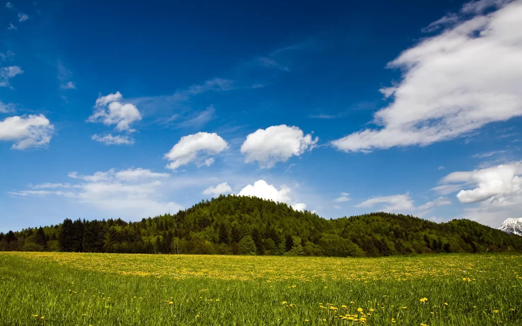 Blue Sky White Clouds Green Forest Yellow Flowers Nature