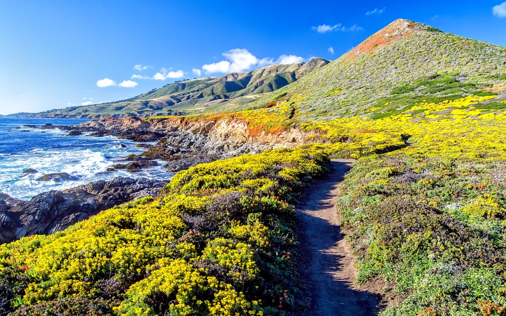 Coastal Trail Wildflowers Rocky Shoreline Ocean Blue Sky