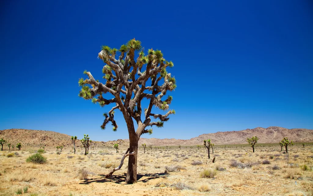 Desert Joshua Tree Dry Landscape Blue Sky