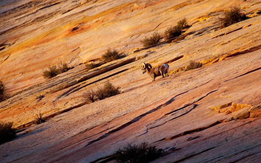 Desert Rocky Terrain Animal Sunlight Scenic