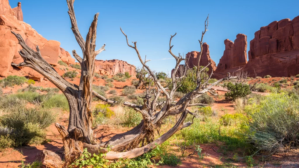 Desert Rocky Terrain Dead Tree Sparse Vegetation Blue Sky