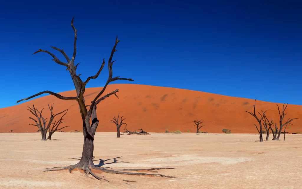 Desert Sand Dunes Dead Trees Blue Sky