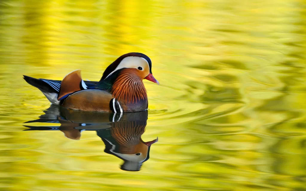Duck Water Reflection Colorful Nature