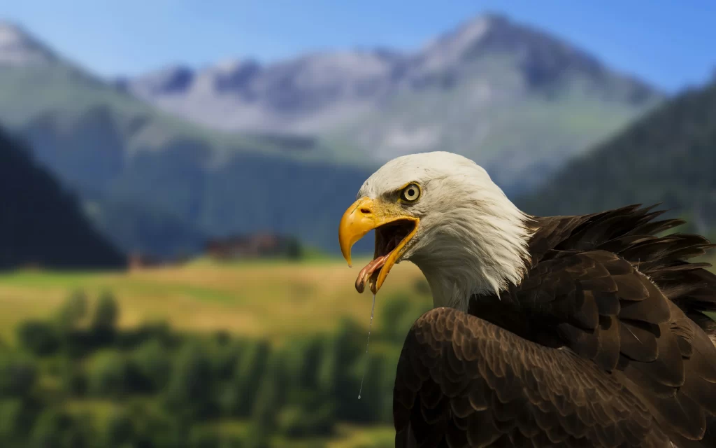 Eagle Mountain Landscape Nature Wildlife