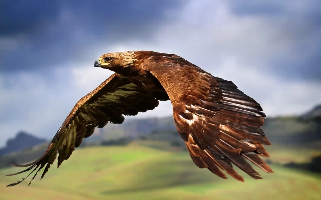 Eagle Wings Flying Nature Landscape