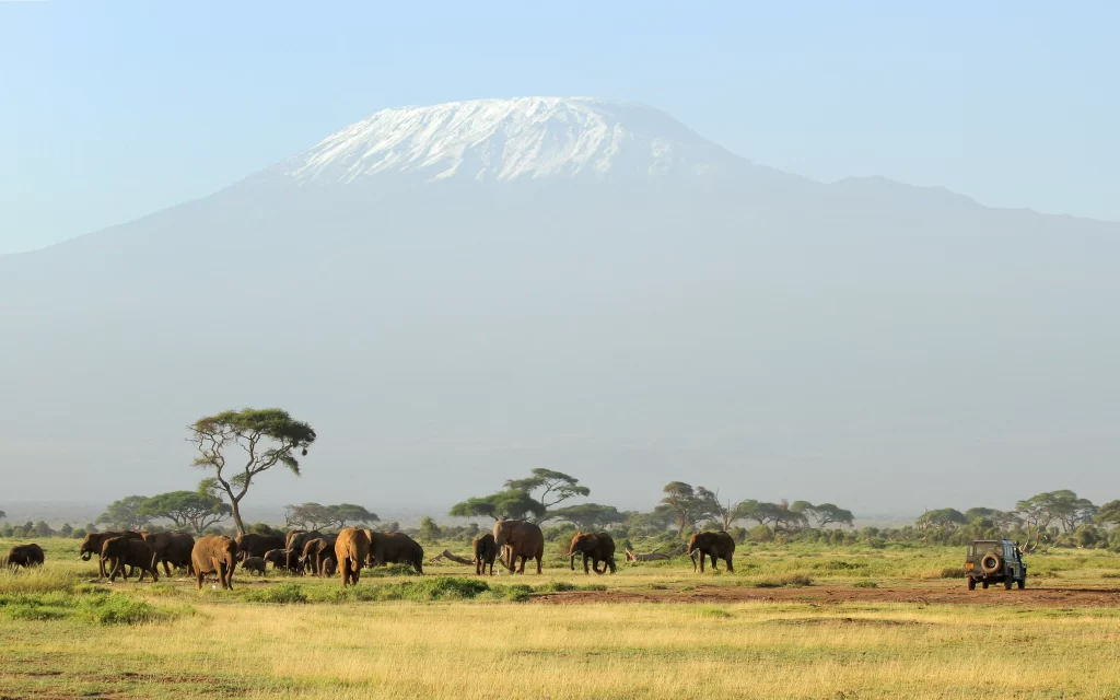 Elephants Savannah Trees Mountain Snow Wildlife