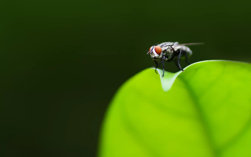 Fly Green Leaf Nature Macro Photography