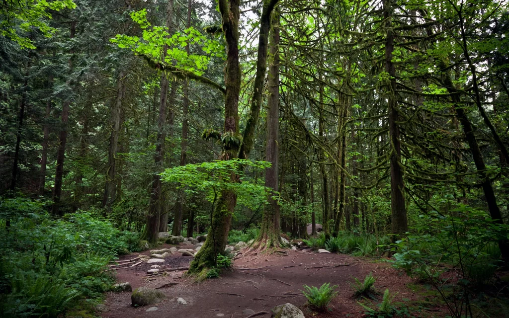 Forest Dense Trees Mossy Path Nature Greenery