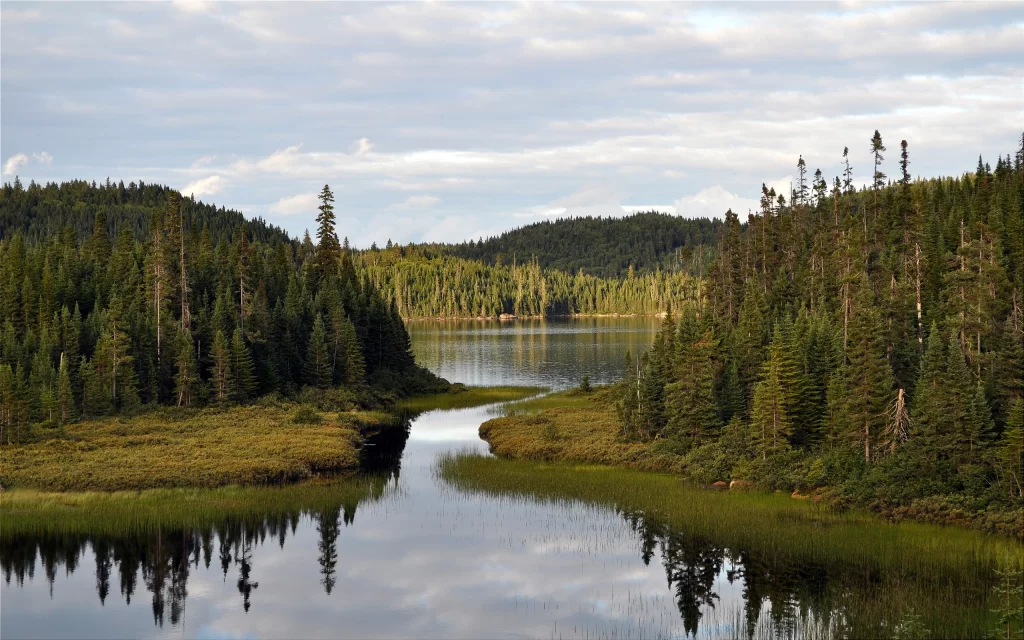 Forest Lake Reflections Nature Scenery Calm