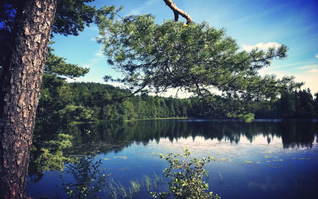 Forest Lake Water Reflection Trees Blue Sky