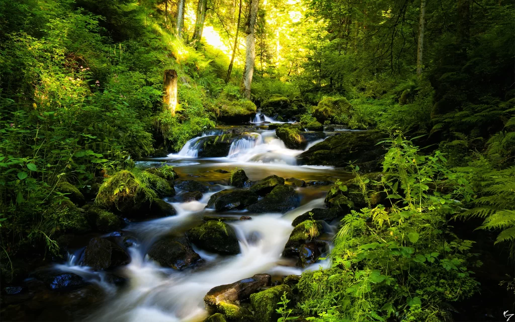 Forest Stream Rocks Moss Greenery Sunlight