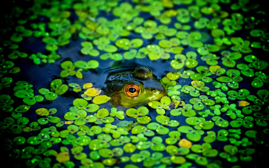 Frog Pond Water Plants Nature Green