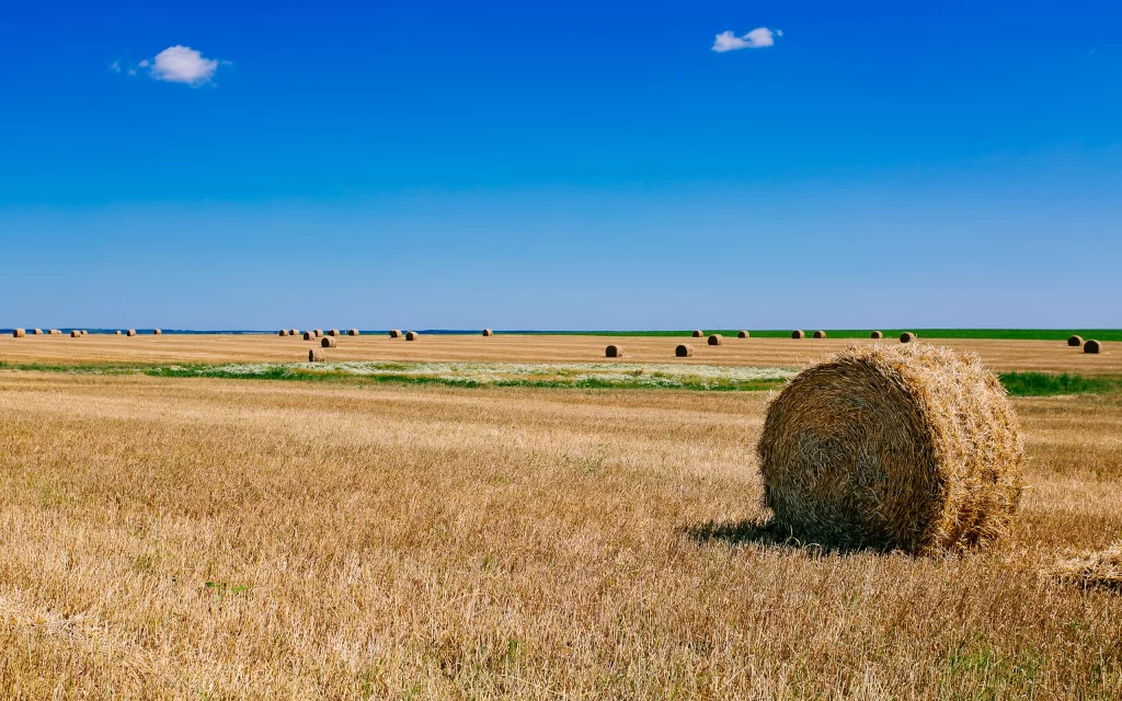 Golden Harvest Field Haystacks Blue Sky Clouds