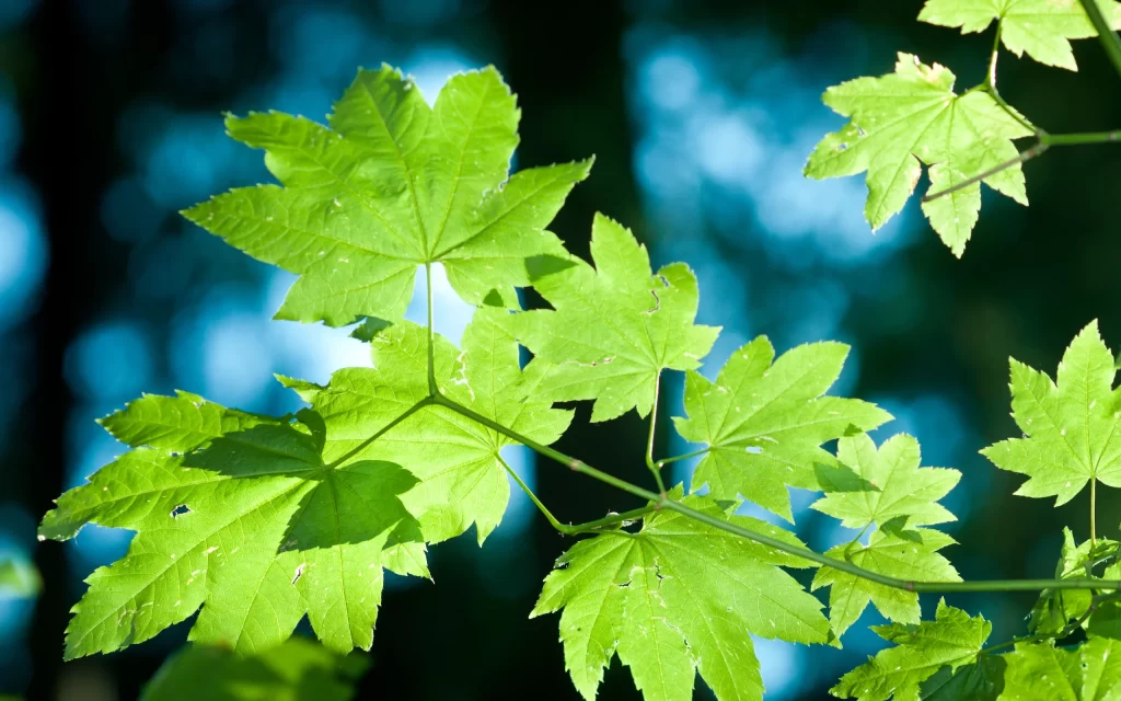 Green Maple Leaves Nature Sunlight Freshness