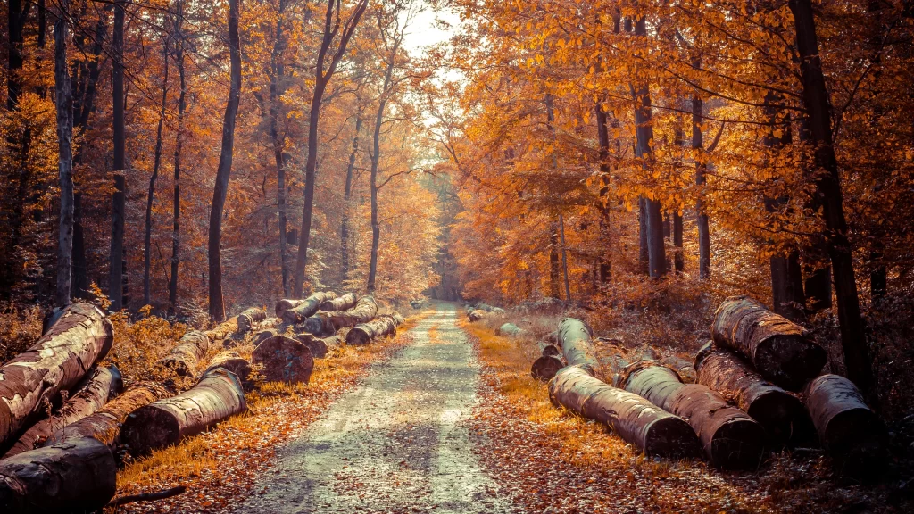 Autumn forest fallen leaves path trees sunlight