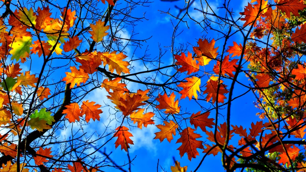 Autumn leaves blue sky tree branches colorful foliage fall season nature scenery
