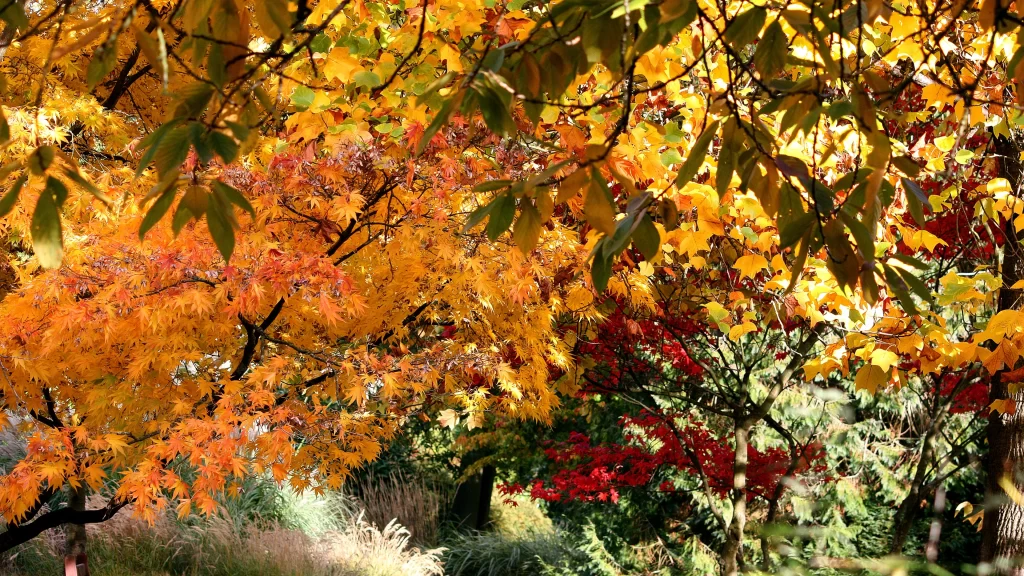 Autumn leaves colorful foliage sunlight garden trees nature vibrant colors fall