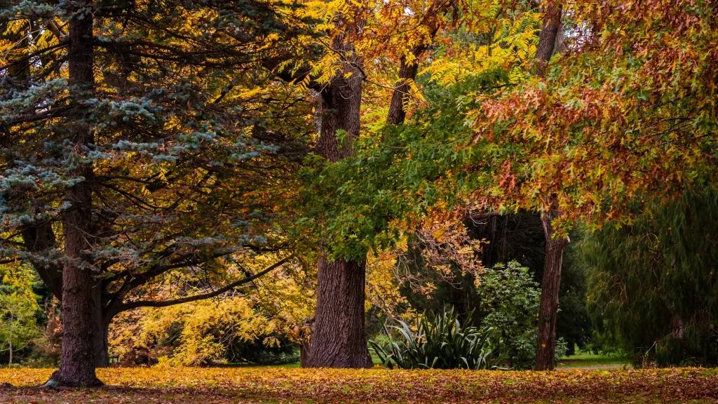 Autumn leaves colorful trees park nature foliage serene