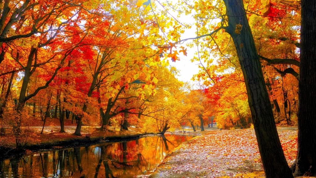 Autumn leaves colorful trees reflection serene nature tranquility sunlight pictu